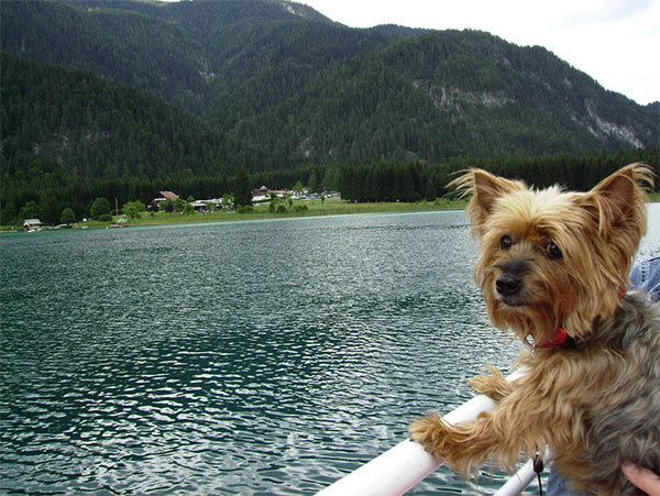 Dog on a houseboat