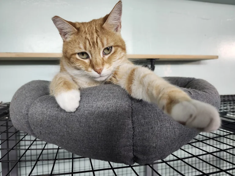 Humane Society for Inland Google Places photo