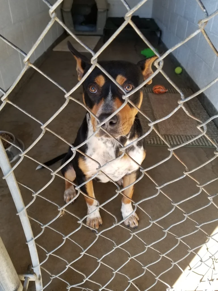 Humane Society of the North, Vallejo