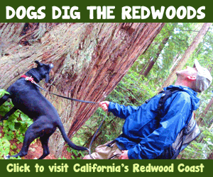 dog in the redwoods