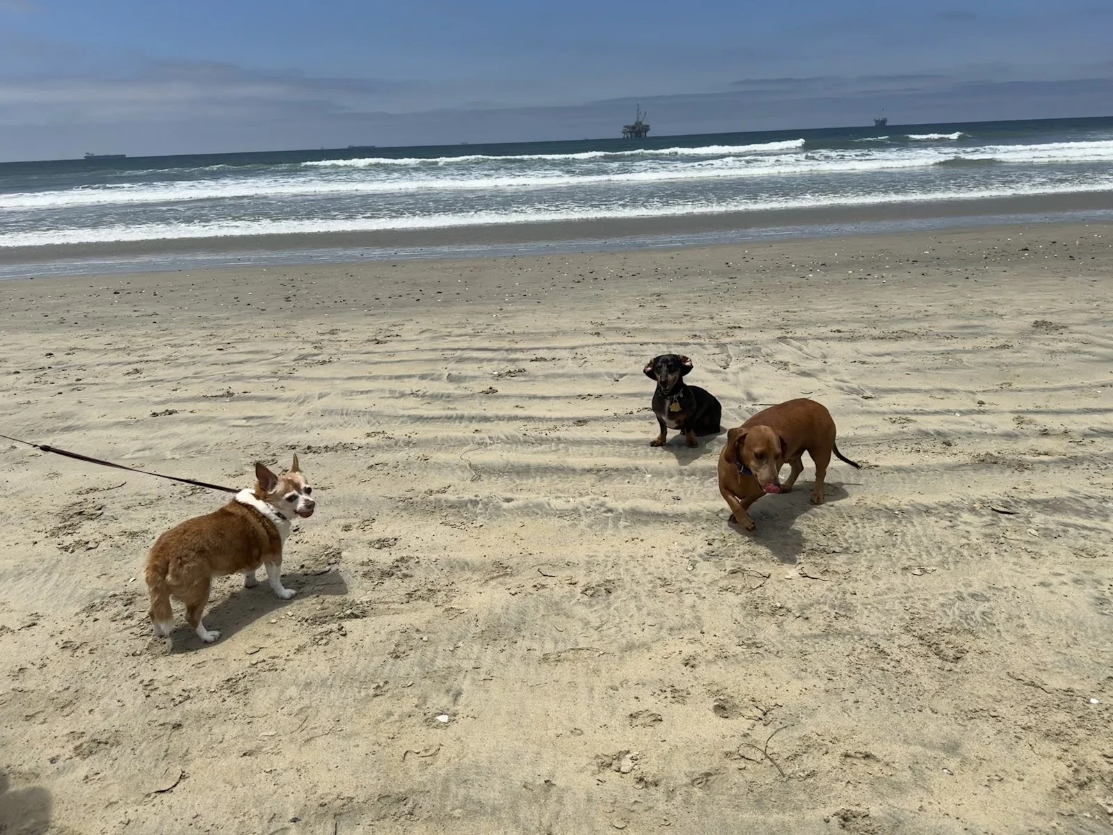 Huntington Beach Dog Beach Google Places photo