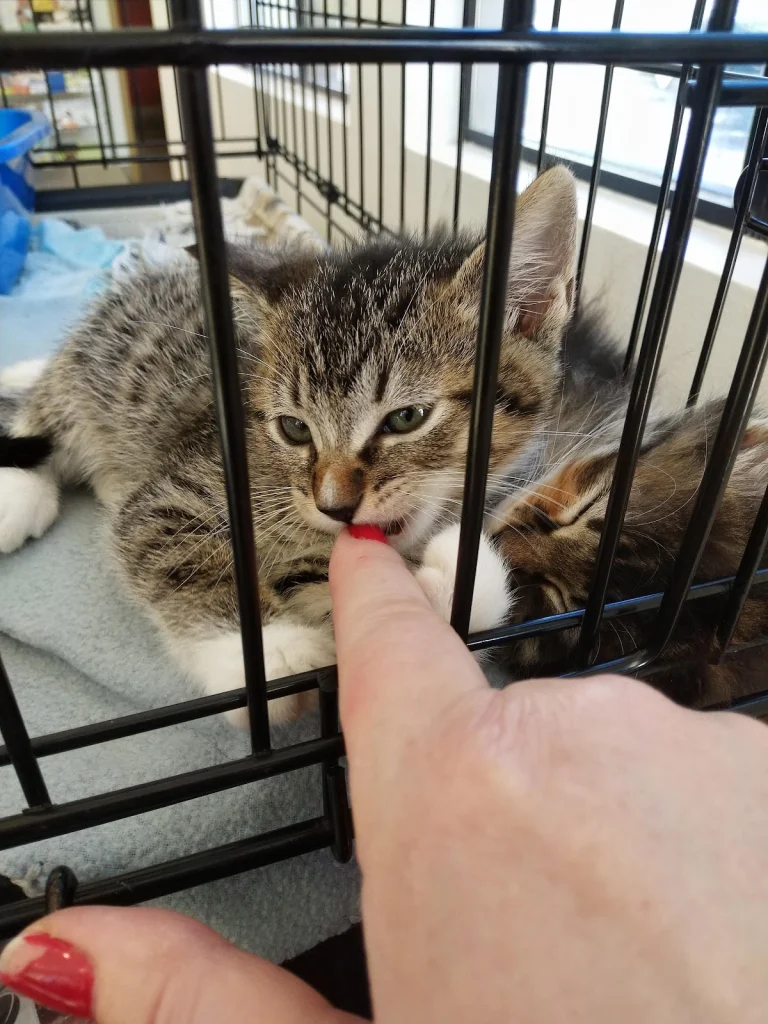Huntington Pet Vet