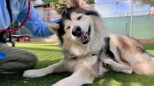 Pets in Need, a dog-friendly animal rescue in Redwood City, California