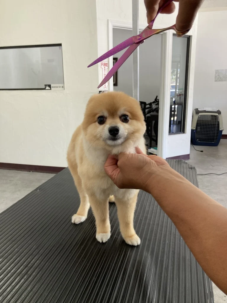Imelda’s Pet Grooming
