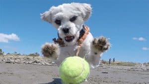 dog pouncing on ball at Albany Bulb Beach