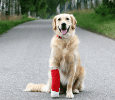 Injured dog