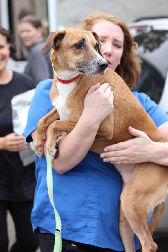 Hurricane Irma dog arrives at Berkeley Humane