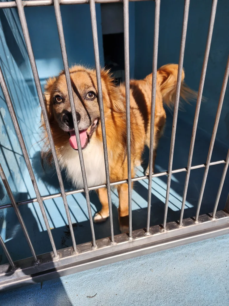 Irvine Animal Care Center, a dog-friendly animal rescue in Irvine, California