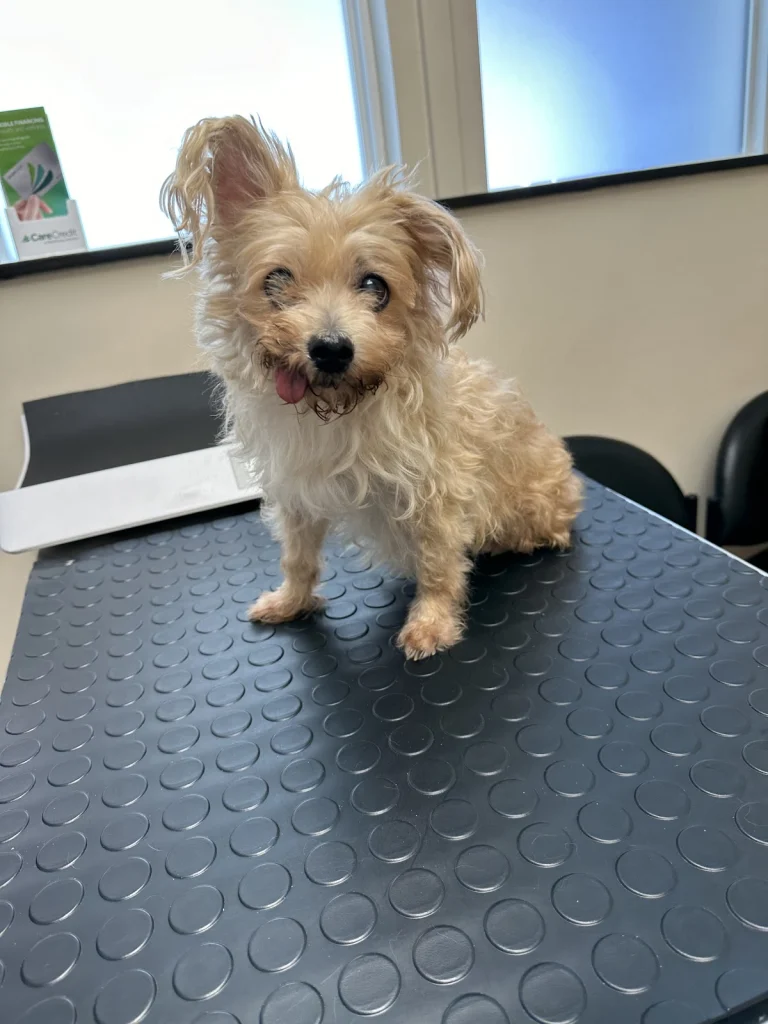 Irving Vet Hospital, a dog-friendly veterinary clinic in San Francisco, California