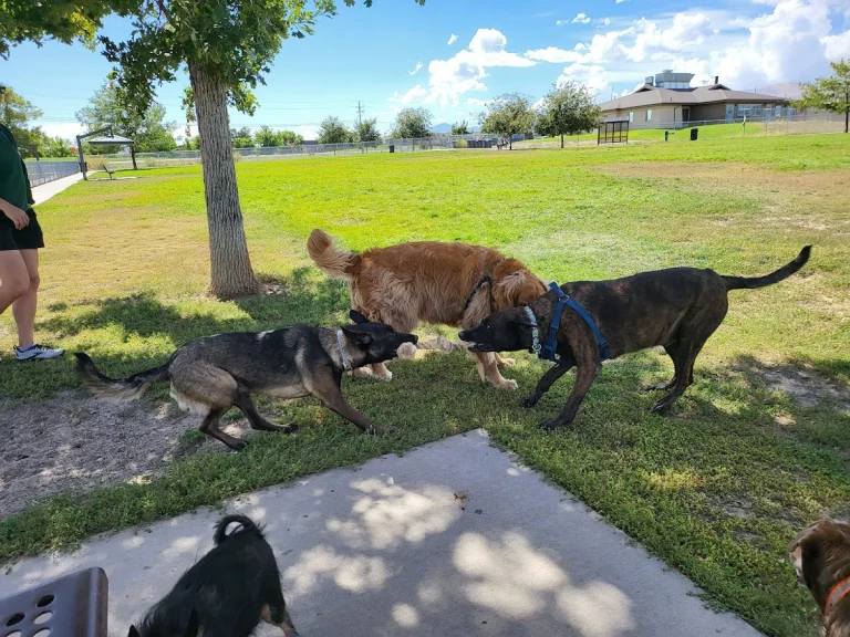 Janine Jordan Dog Park