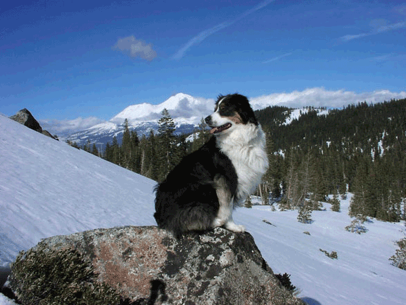 are dogs allowed in mount shasta