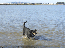 Dog plays in the water at Point Isabel