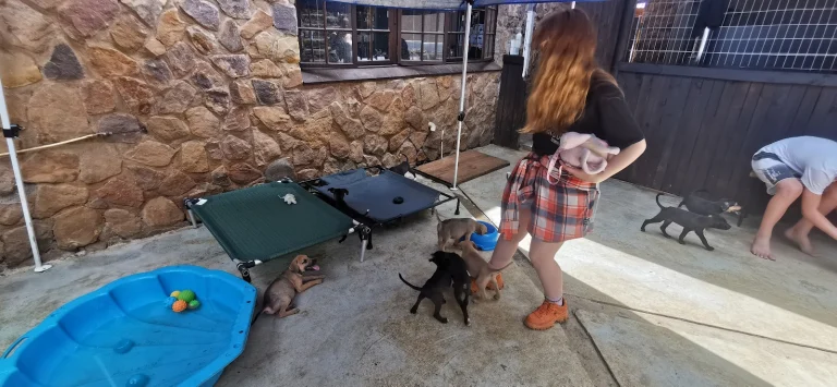 K9 Paw Print Rescue — Photo: carrie williams via Google Maps