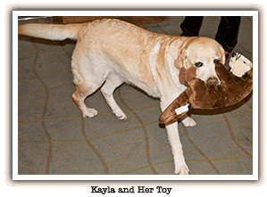 yellow lab with toy in mouth