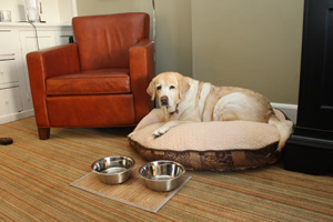 Kayla on a dog bed in her suite