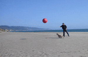 Dog-friendly Limantour Beach