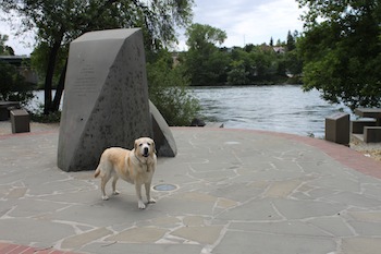Kayla the Yellow Lab In Front of Sacramento River