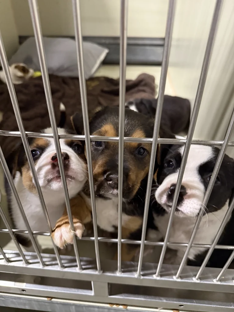 Kern County Animal Services, a dog-friendly animal rescue in Bakersfield, California