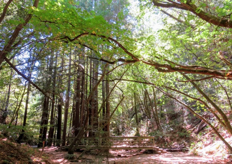 King Mountain Open Space, a dog-friendly park in Larkspur, California