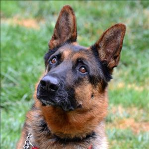 German Shepard rescue dog named Kingston poses for picture