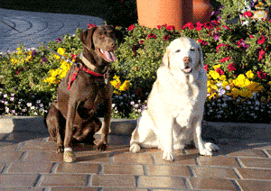 Dogs at Dog-friendly La Quinta Resort Palm Springs