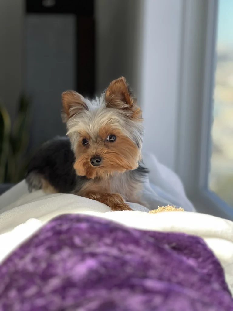 Kosita's Pet Grooming, a dog-friendly dog grooming salon in San Francisco, California