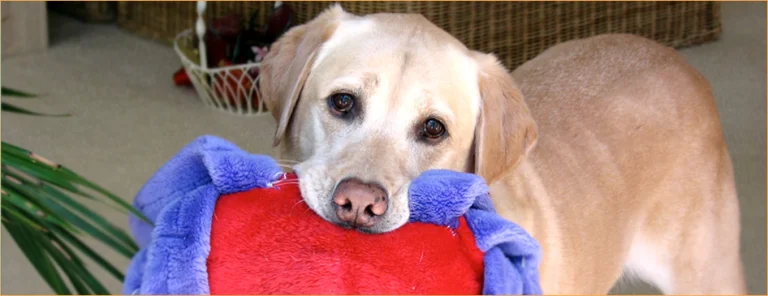 Labrador Retriever Rescue