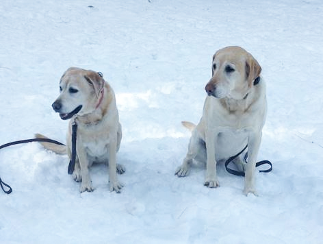 Dogs' first trip to the snow