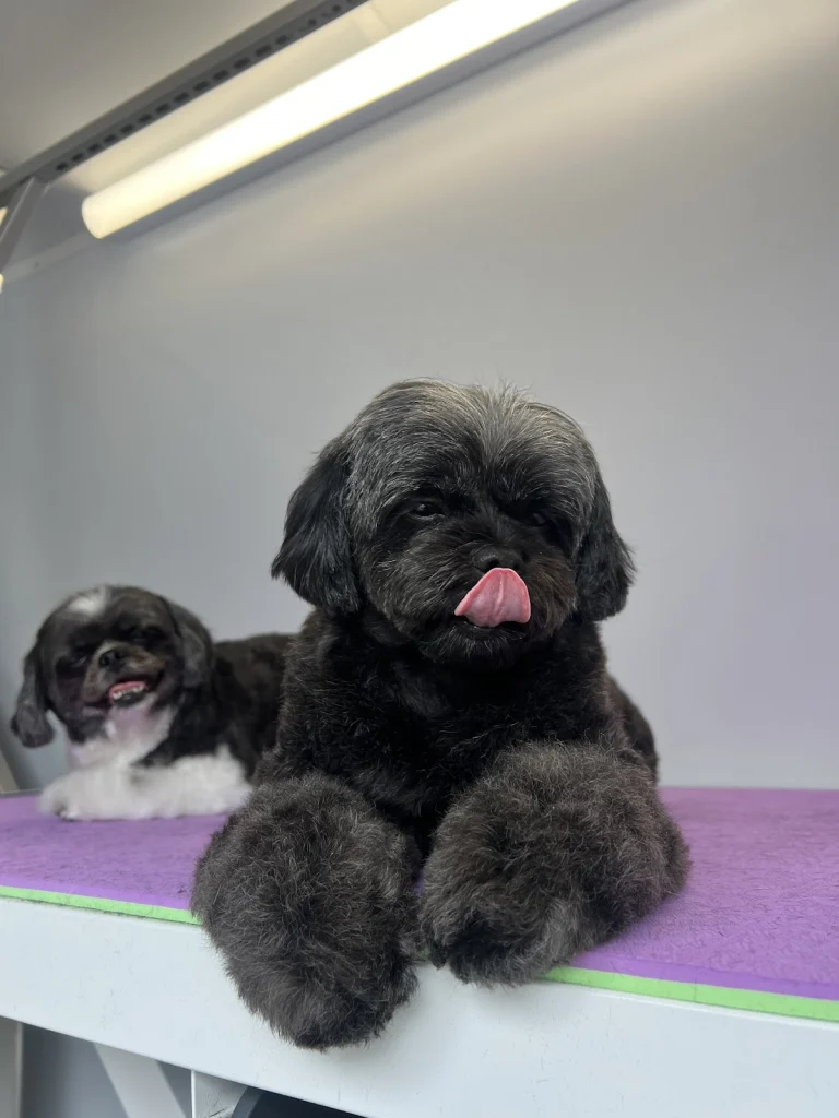 Laguna Beach Animal Hospital Google Places photo