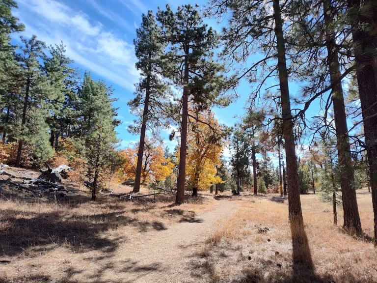 Laguna Mountain, a dog-friendly hiking trail in Mount Laguna, California