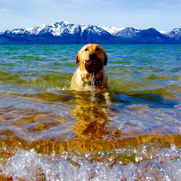Dog swimming in Lake Tahoe
