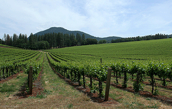 Field of wine vines in Lake County