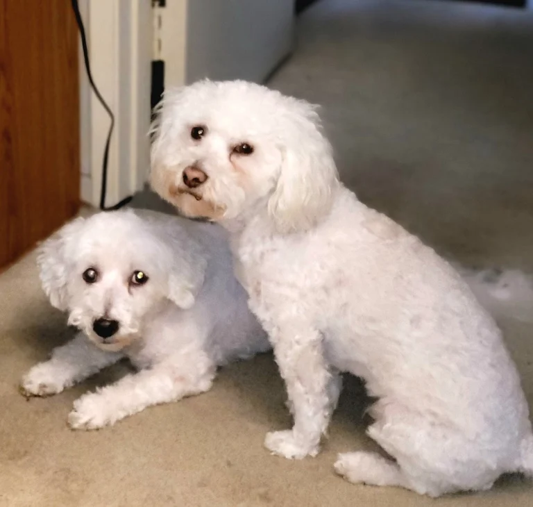Land of Paws Pet Grooming, a dog-friendly dog grooming salon in Simi Valley, California