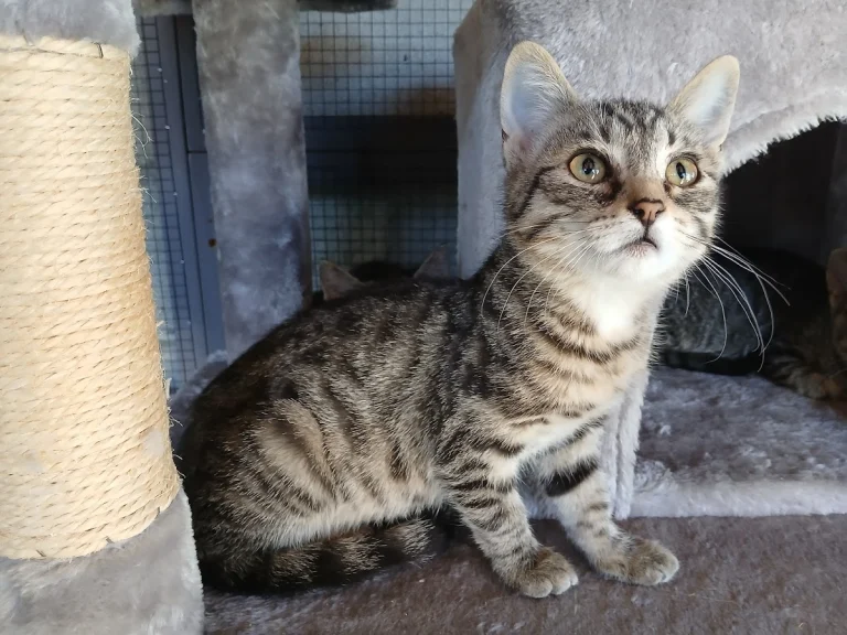 Lassen Humane Society, a dog-friendly animal rescue in Susanville, California