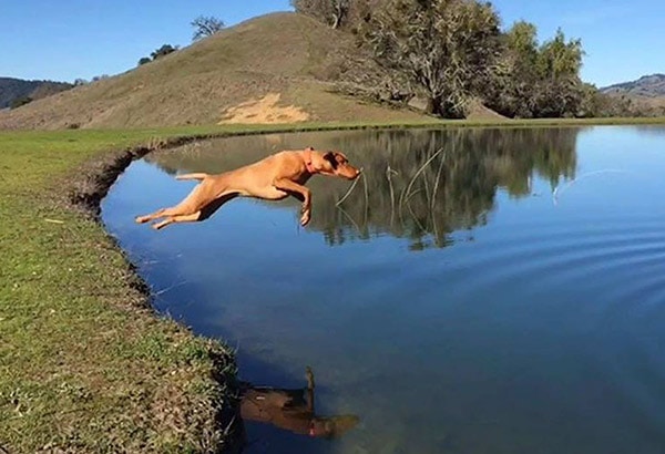 dog jumping in lake
