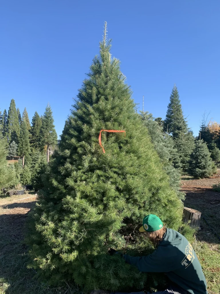 Levi's Tree Farm, Camino