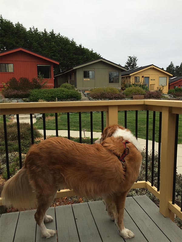 dog-friendly cottages at Little River Cove