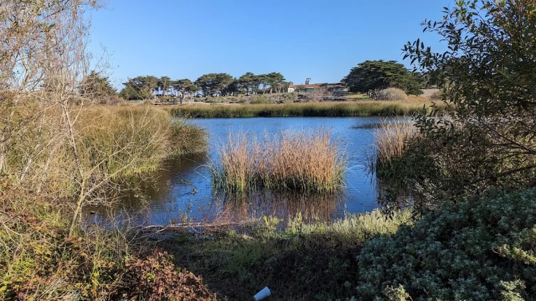 Locke-Paddon Wetland, a dog-friendly park in Marina, California