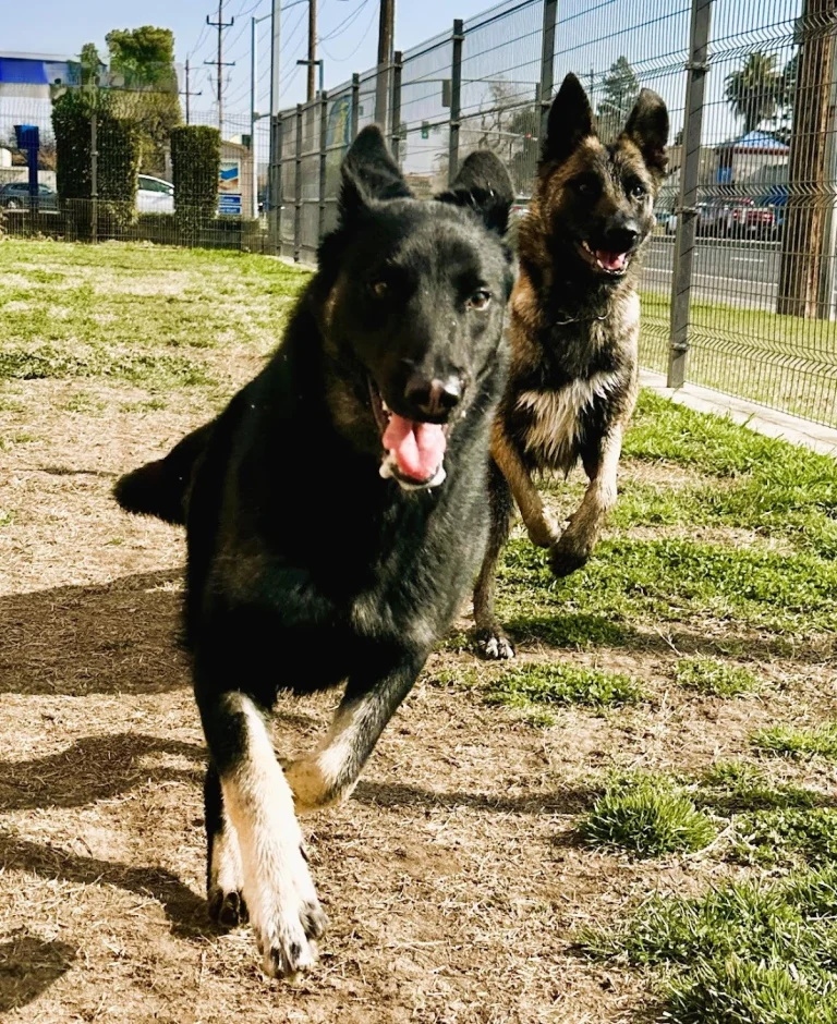Lodi Animal Services, a dog-friendly lost dog resource in Lodi, California