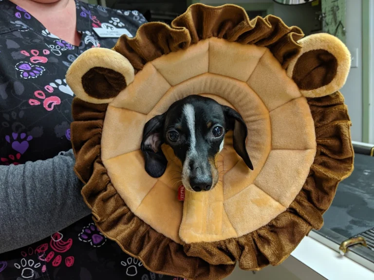 Lodi Veterinary Hospital, a dog-friendly veterinary clinic in Lodi, California