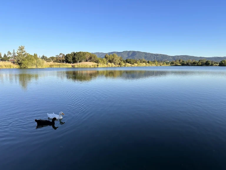 Los Gatos Creek County Park, a dog-friendly campground in Campbell, California