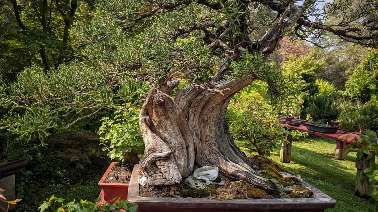 Lotus Bonsai Nursery Google Places photo