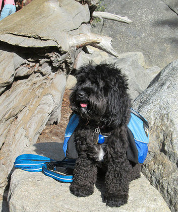 Dog on a hike in Yosemite