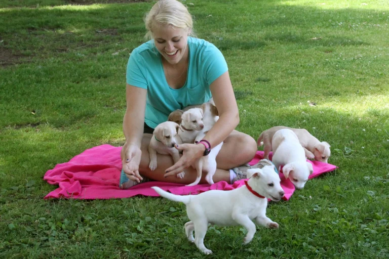 Lucky Dog Rescue