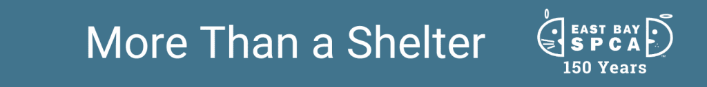 A blue banner displays the text "More Than a Shelter," accompanied by the East Bay SPCA logo to the right. The logo features a stylized animal face with the words "EAST BAY SPCA 150 Years.