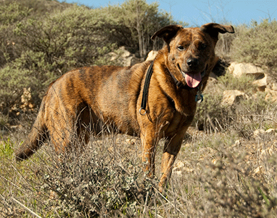 Dog on the trail in Malibu