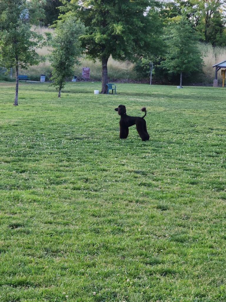Marco Dog Park