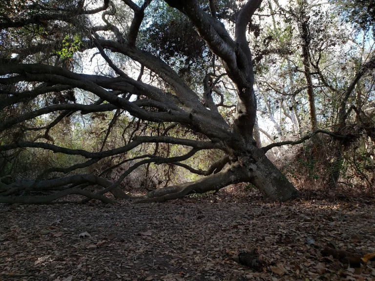 Marian Bear Memorial Park, a dog-friendly park in San Diego, California