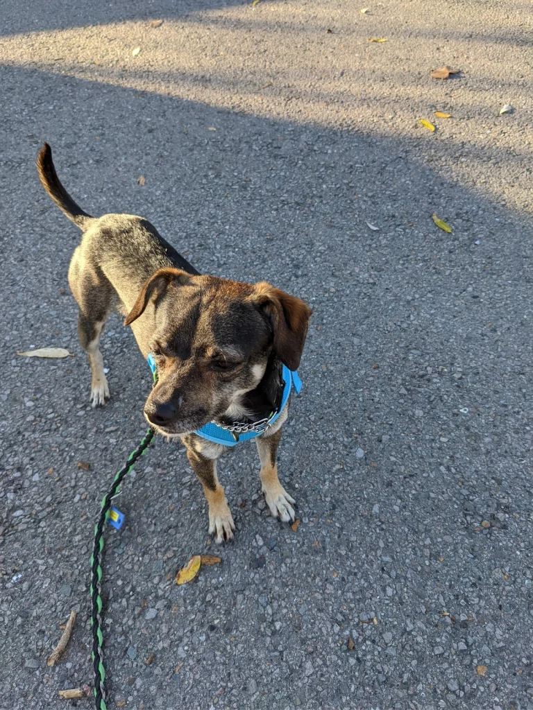 Marin Humane