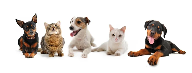 Marina Hills Animal Hospital, a dog-friendly veterinary clinic in Laguna Niguel, California